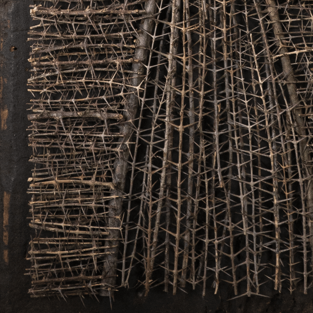 Canthium parviflorum