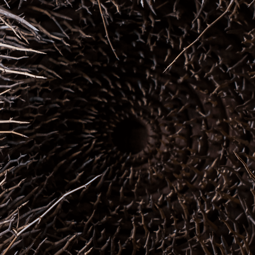 Dendrocalamus strictus