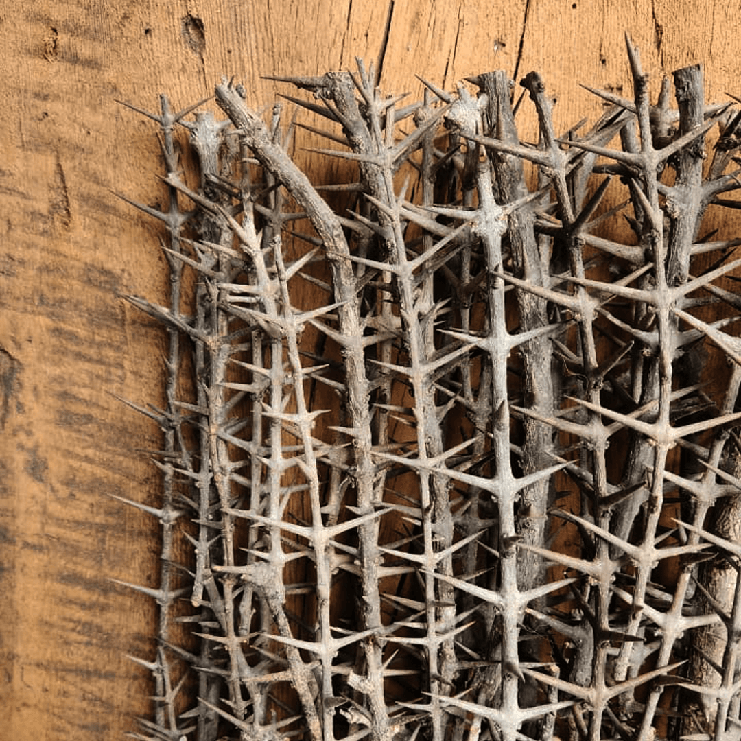 Canthium parviflorum