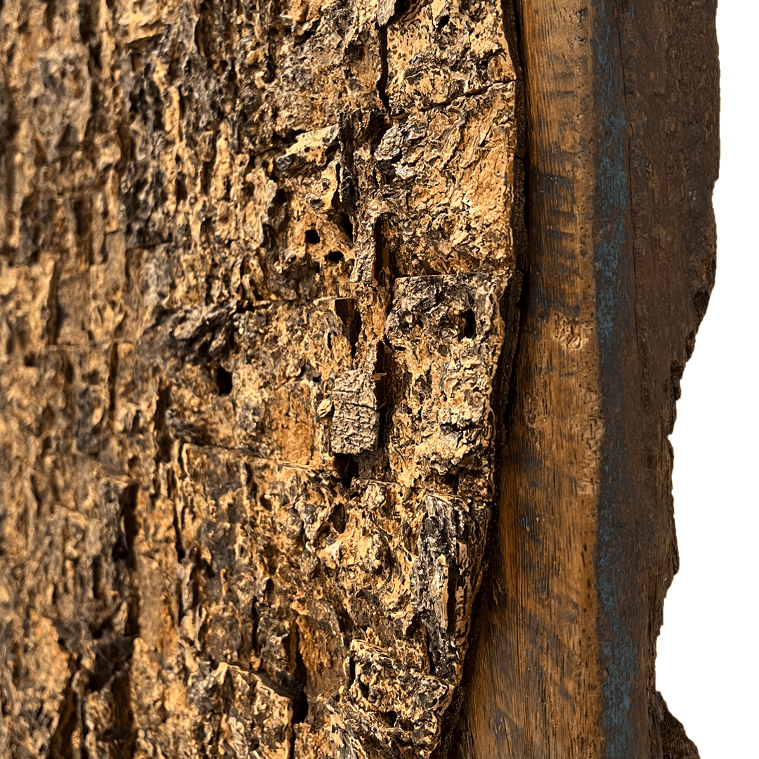 Albizia odoratissima