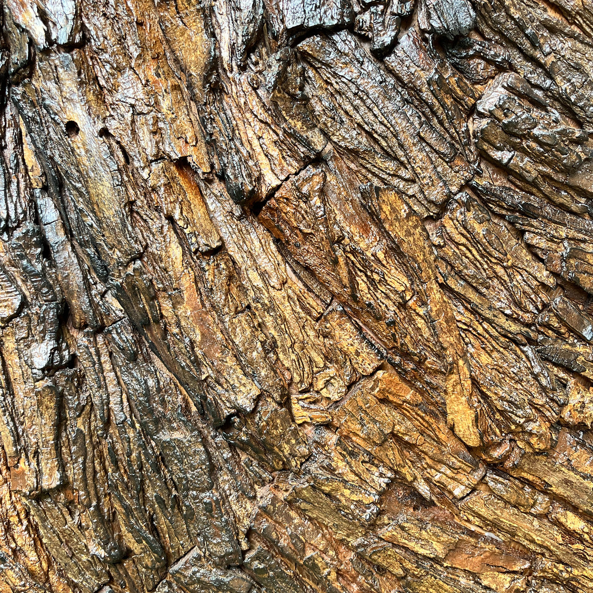 Senegalia chundra