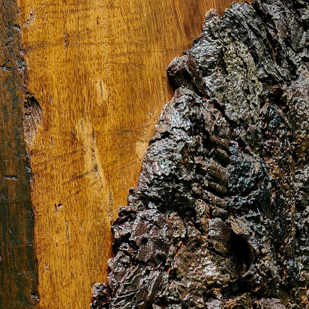 Euphorbia antiquorum