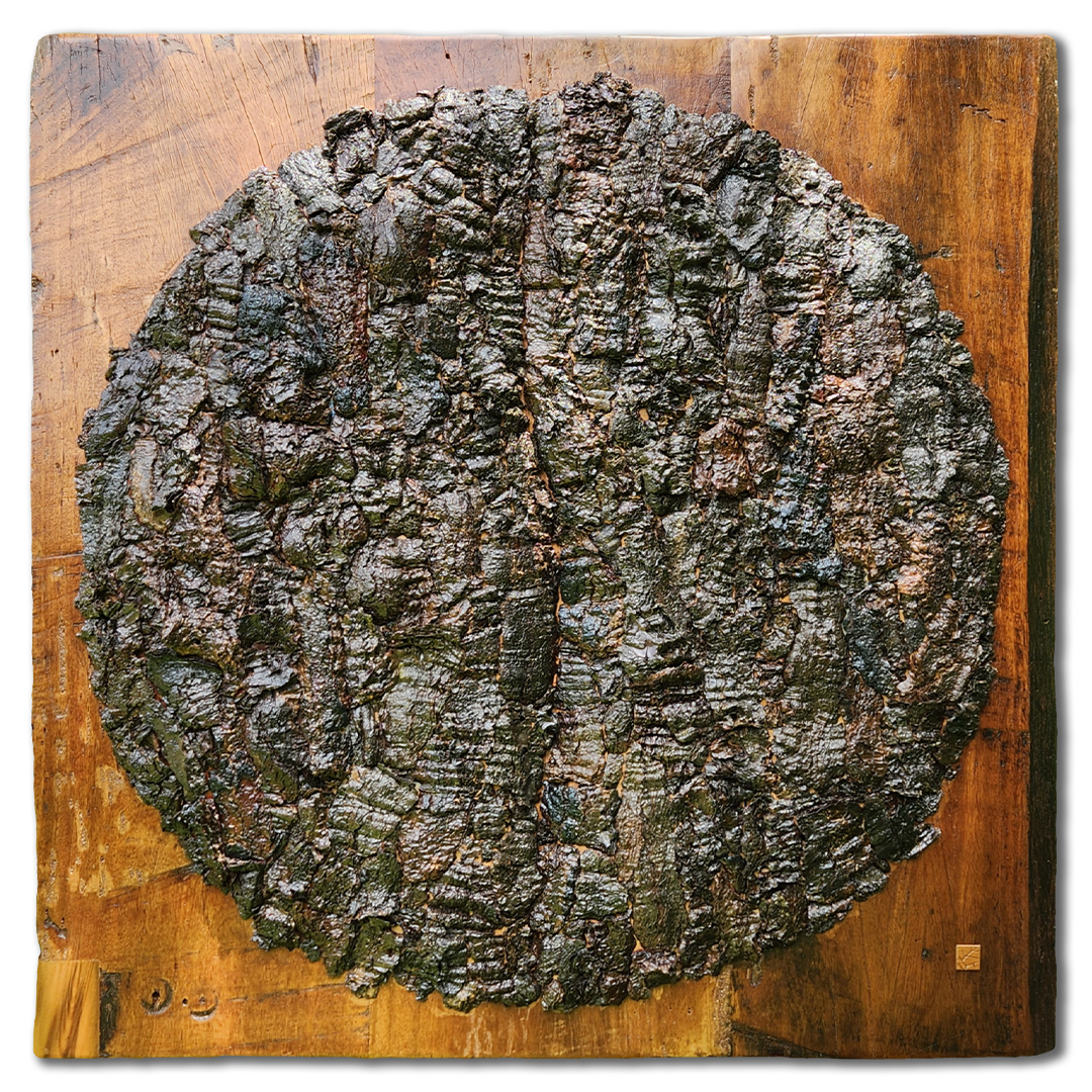 Euphorbia antiquorum