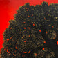 Tree of Life