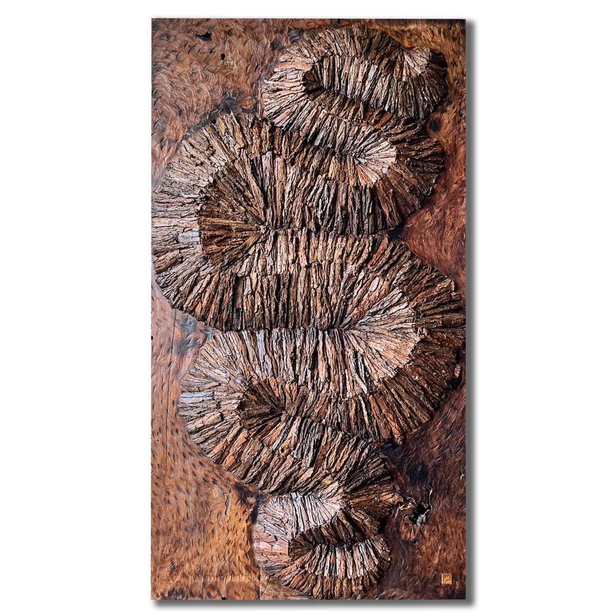 Senegalia chundra