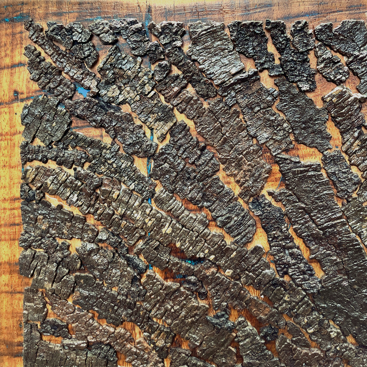 Acacia leucophlea