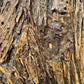 Tectona grandis