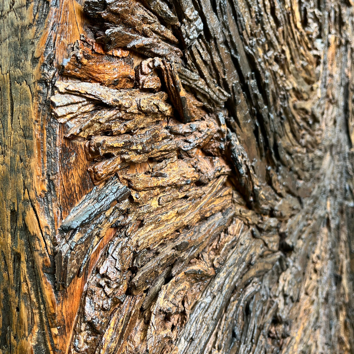 Senegalia chundra
