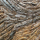 Senegalia chundra