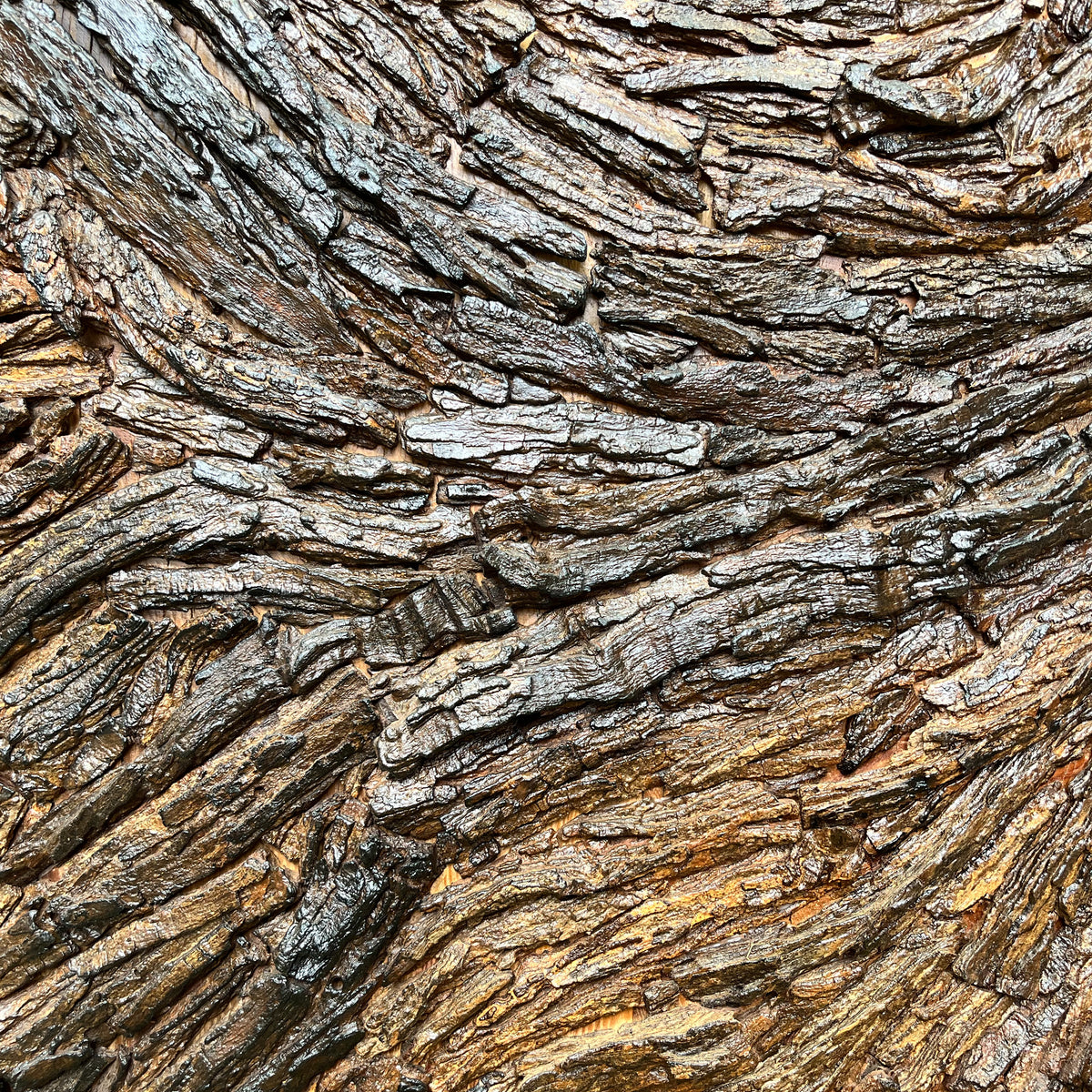 Senegalia chundra