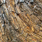 Senegalia chundra
