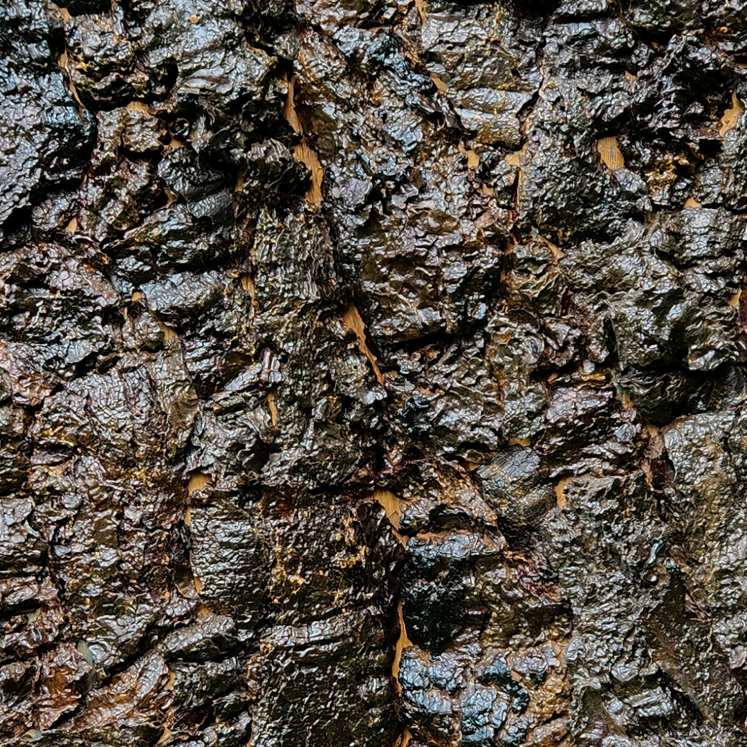 Euphorbia antiquorum