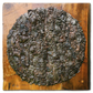 Euphorbia antiquorum