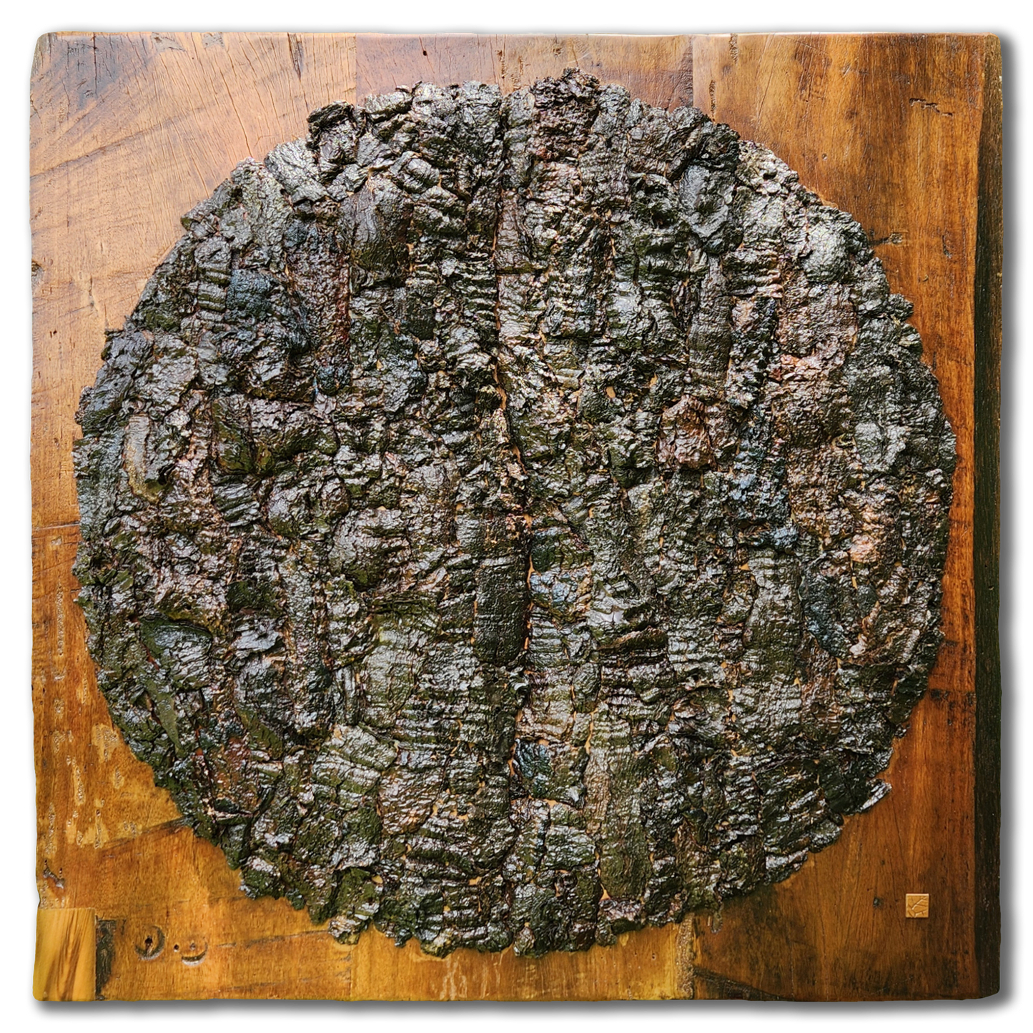 Euphorbia antiquorum