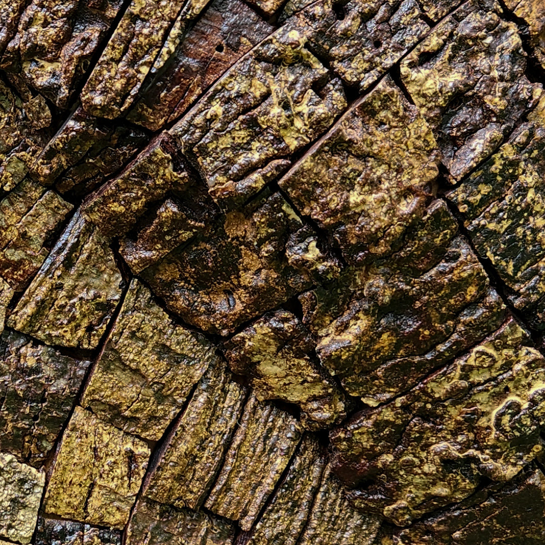 Albizia odoratissima