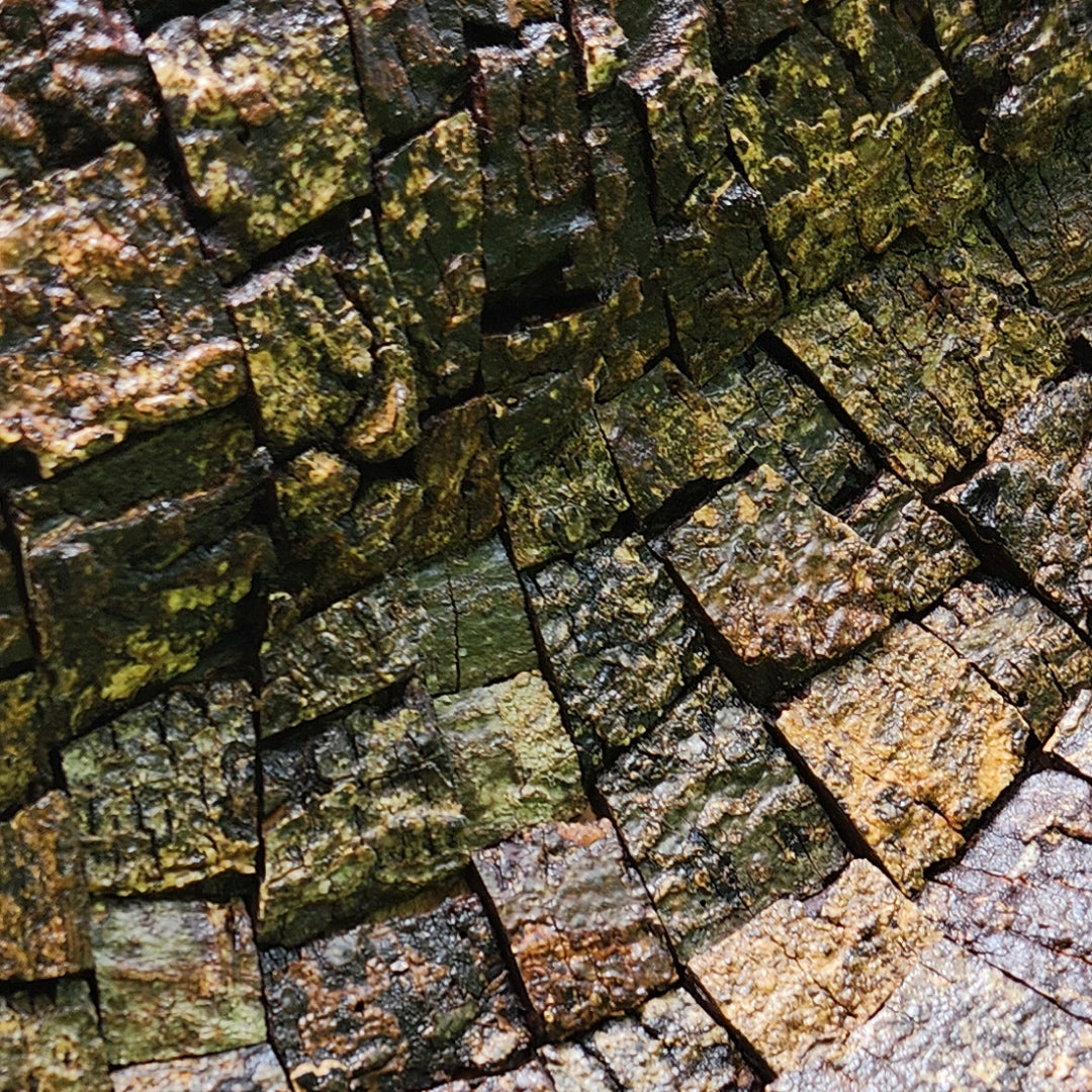 Albizia odoratissima