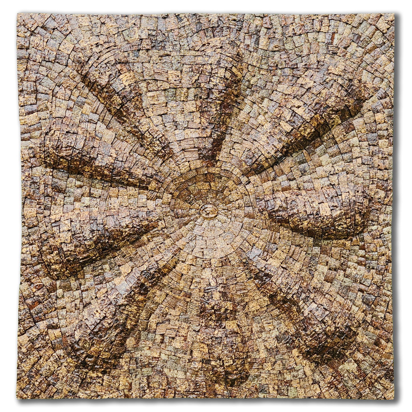 Albizia odoratissima